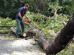 Best Tree and Shrub Care  in Galls, IN